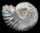 Acanthohoplites Ammonite Fossil - Caucasus, Russia #30080-1